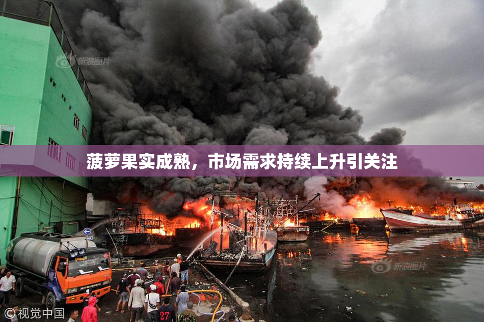菠萝果实成熟，市场需求持续上升引关注
