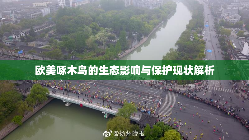 欧美啄木鸟的生态影响与保护现状解析