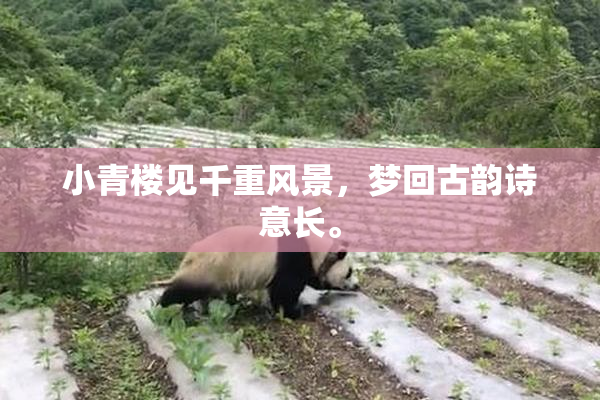 小青楼见千重风景，梦回古韵诗意长。