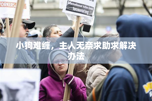 小狗难缠，主人无奈求助求解决办法