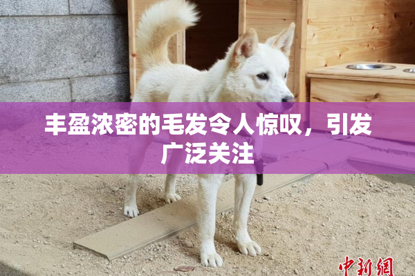 丰盈浓密的毛发令人惊叹，引发广泛关注