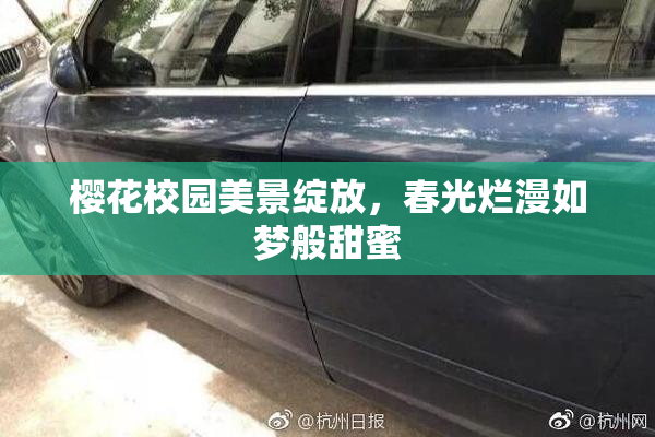 樱花校园美景绽放，春光烂漫如梦般甜蜜