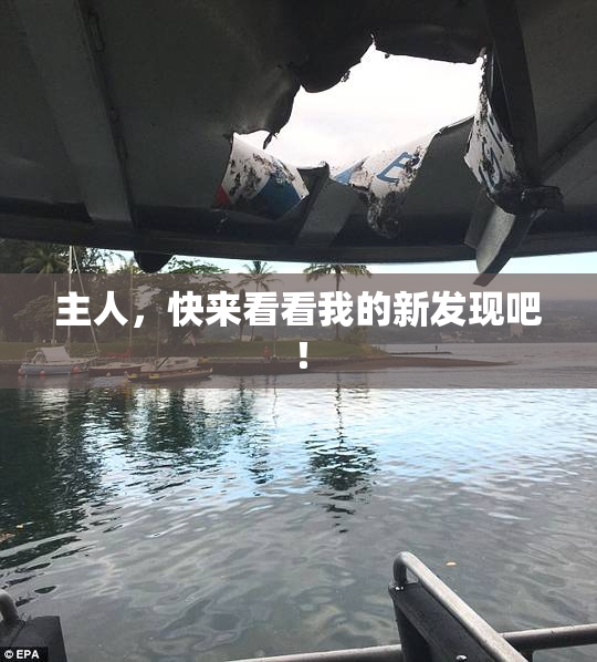 主人，快来看看我的新发现吧！