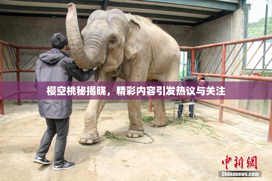 樱空桃秘揭晓，精彩内容引发热议与关注