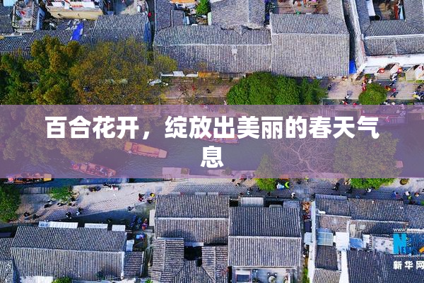 百合花开，绽放出美丽的春天气息