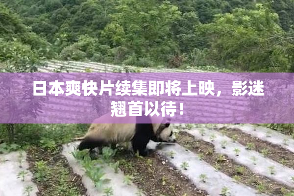 日本爽快片续集即将上映，影迷翘首以待！