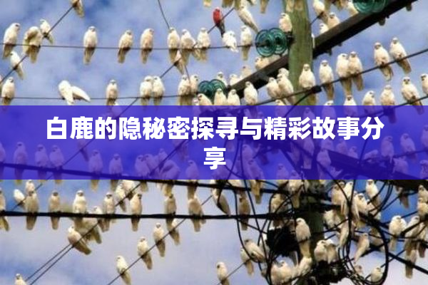 白鹿的隐秘密探寻与精彩故事分享
