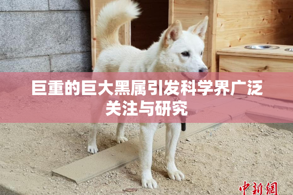 巨重的巨大黑属引发科学界广泛关注与研究