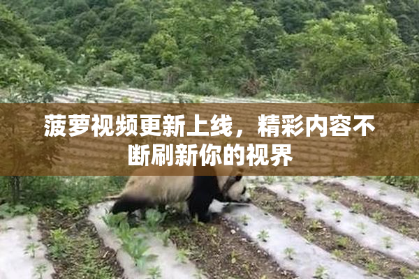 菠萝视频更新上线，精彩内容不断刷新你的视界