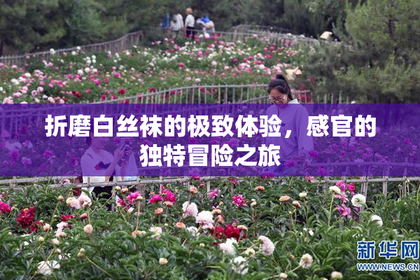 折磨白丝袜的极致体验，感官的独特冒险之旅