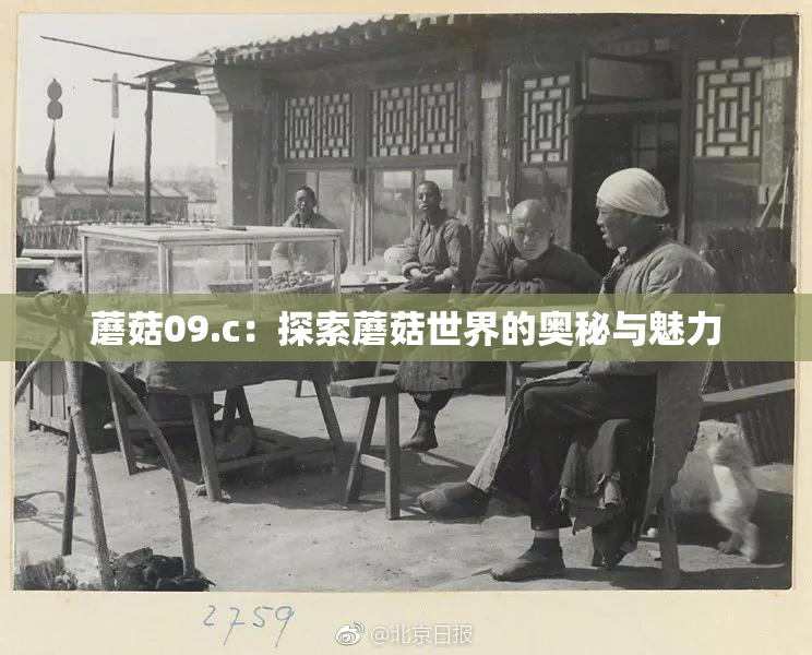 蘑菇09.c：探索蘑菇世界的奥秘与魅力