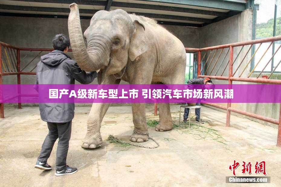 国产A级新车型上市 引领汽车市场新风潮