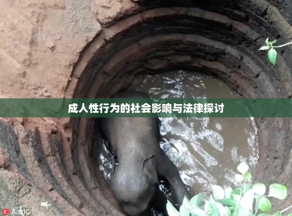 成人性行为的社会影响与法律探讨