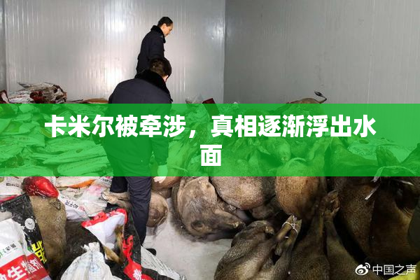 卡米尔被牵涉，真相逐渐浮出水面