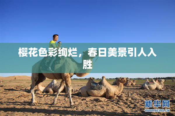 樱花色彩绚烂，春日美景引人入胜