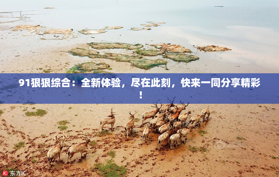 91狠狠综合：全新体验，尽在此刻，快来一同分享精彩！