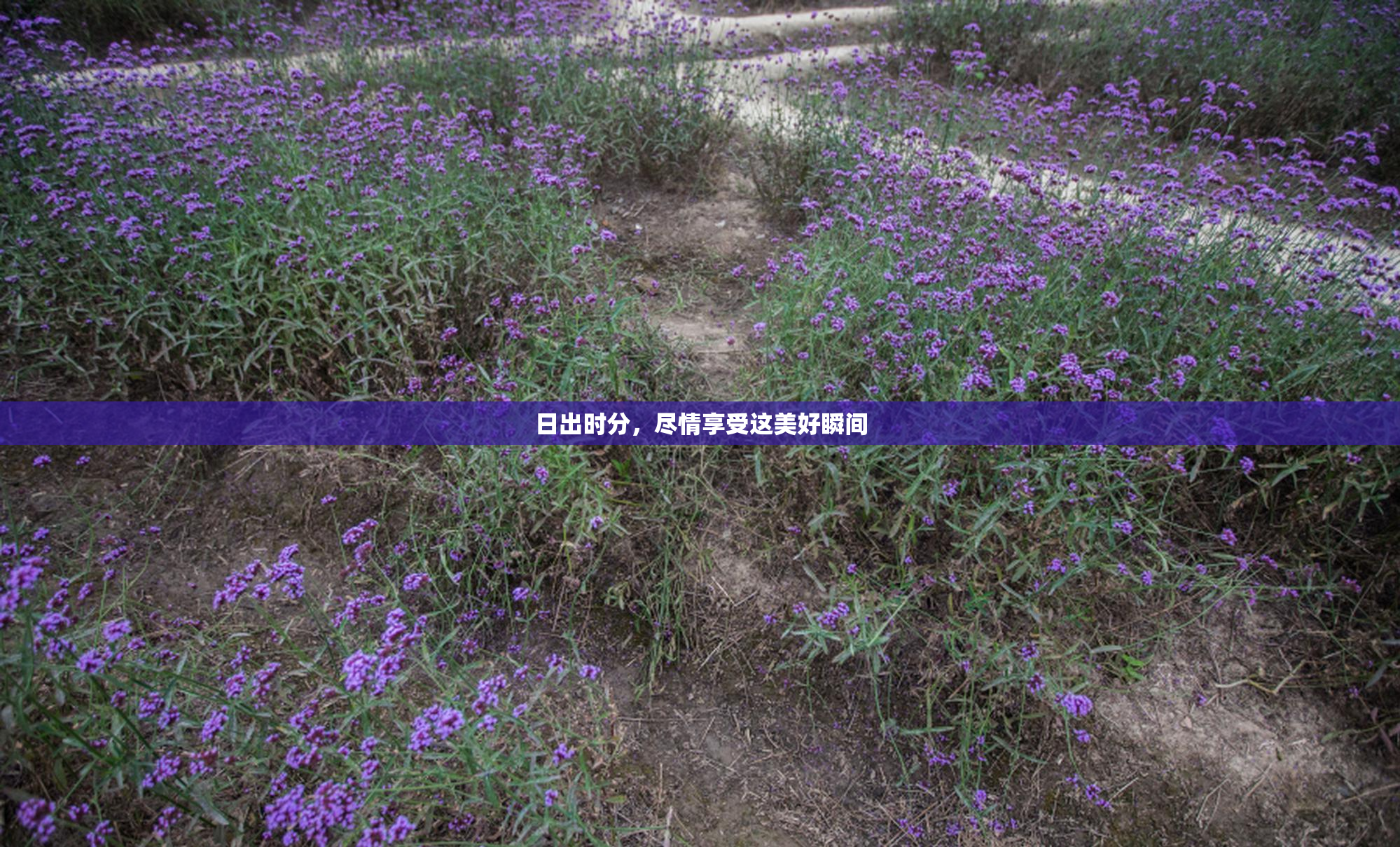 日出时分，尽情享受这美好瞬间