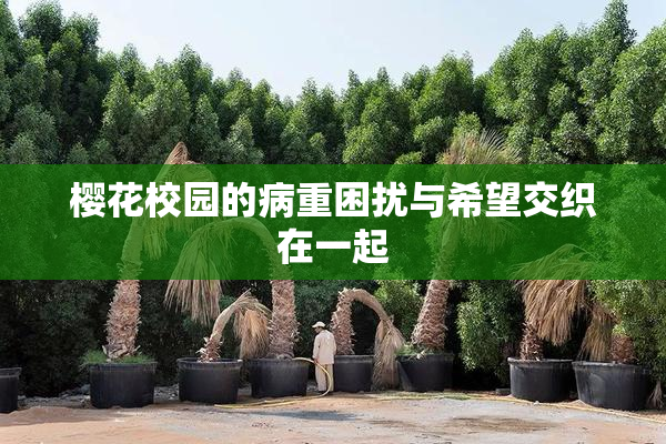 樱花校园的病重困扰与希望交织在一起