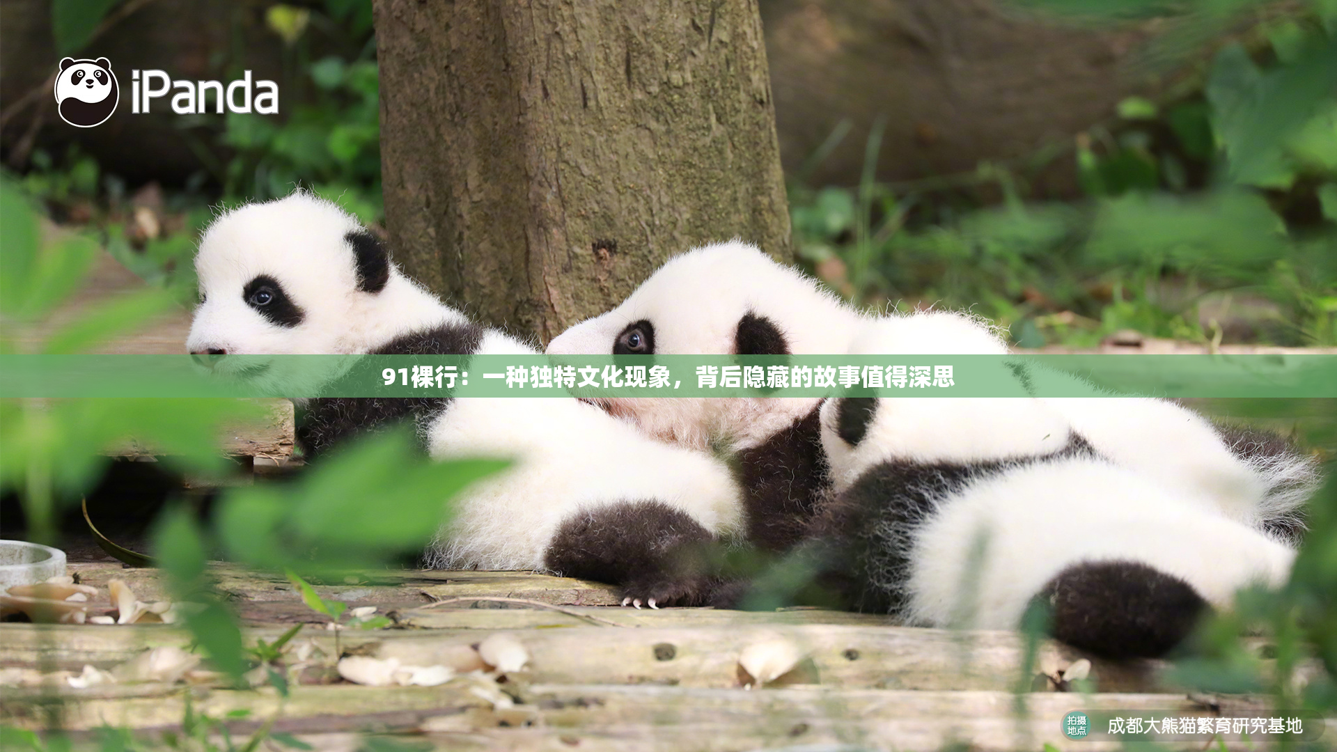 91裸行：一种独特文化现象，背后隐藏的故事值得深思