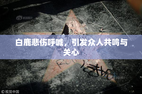 白鹿悲伤呼喊，引发众人共鸣与关心