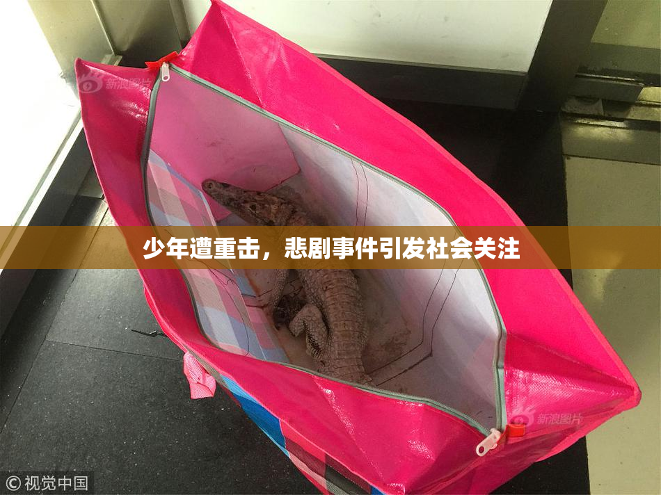 少年遭重击，悲剧事件引发社会关注