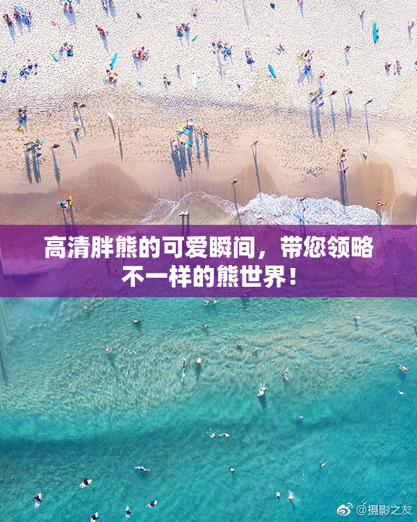 高清胖熊的可爱瞬间，带您领略不一样的熊世界！