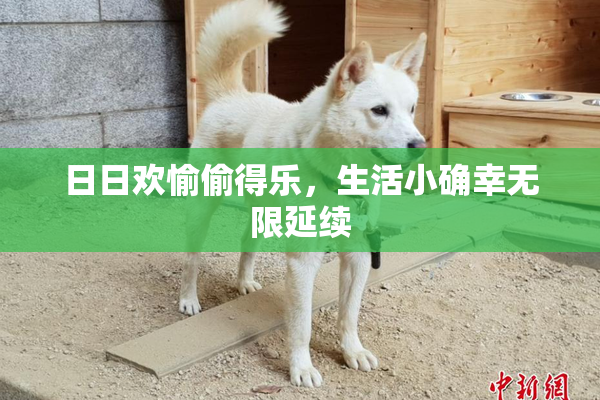 日日欢愉偷得乐，生活小确幸无限延续