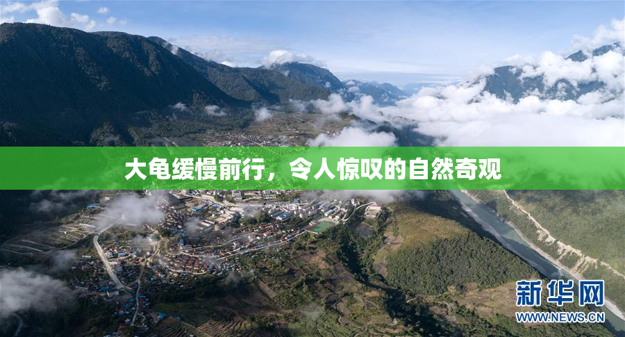 大龟缓慢前行，令人惊叹的自然奇观