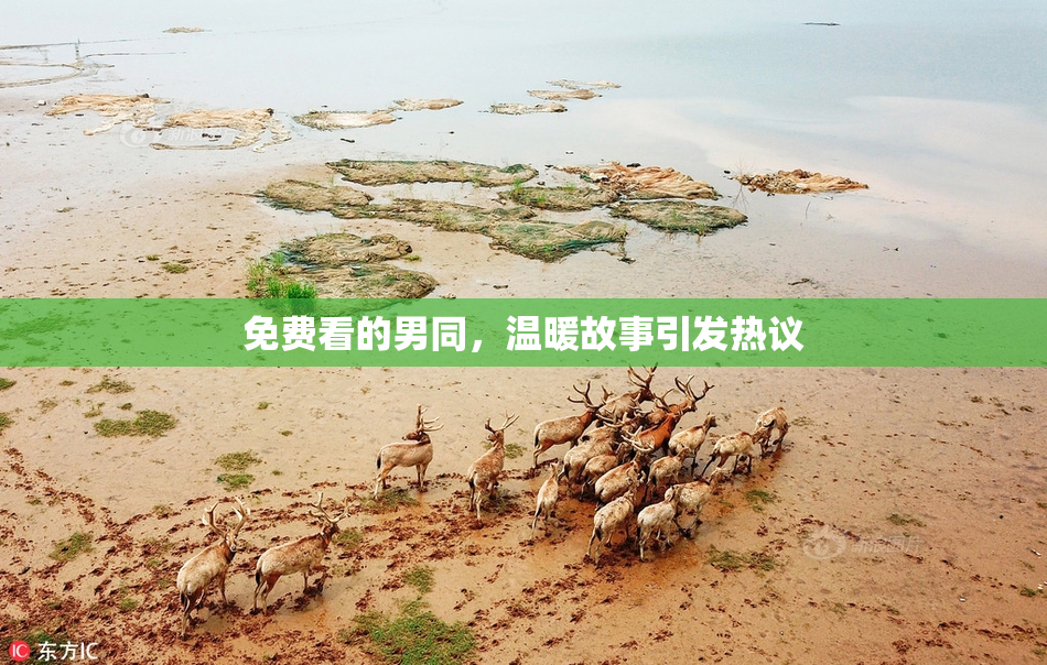 免费看的男同，温暖故事引发热议