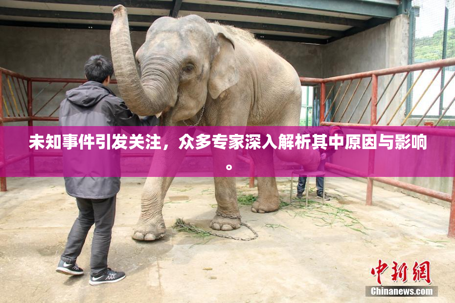 未知事件引发关注，众多专家深入解析其中原因与影响。