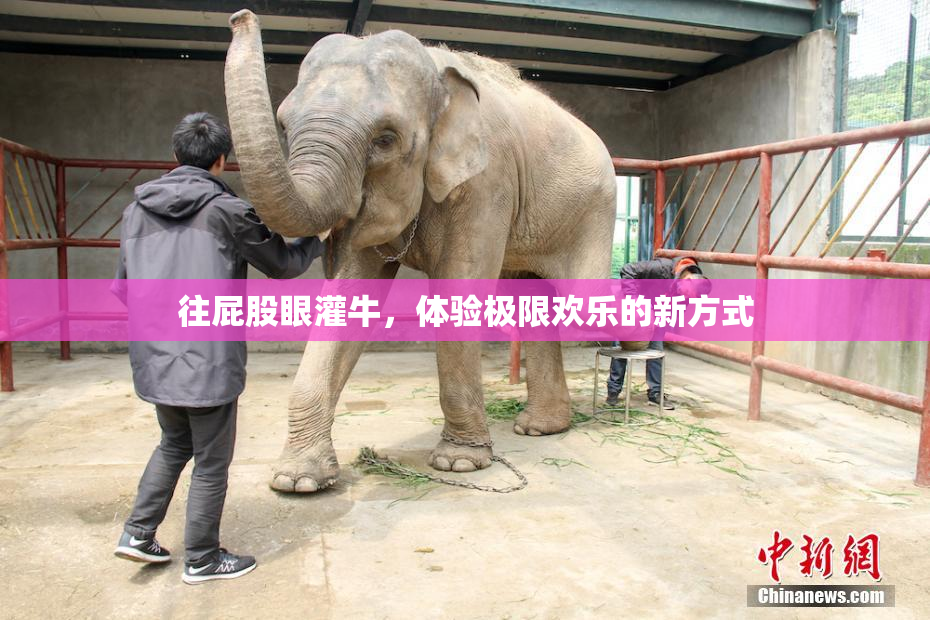 往屁股眼灌牛，体验极限欢乐的新方式