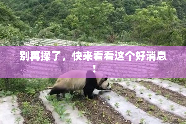 别再揉了，快来看看这个好消息！