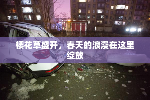 樱花草盛开，春天的浪漫在这里绽放