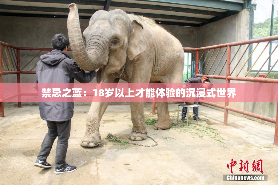 禁忌之蓝：18岁以上才能体验的沉浸式世界