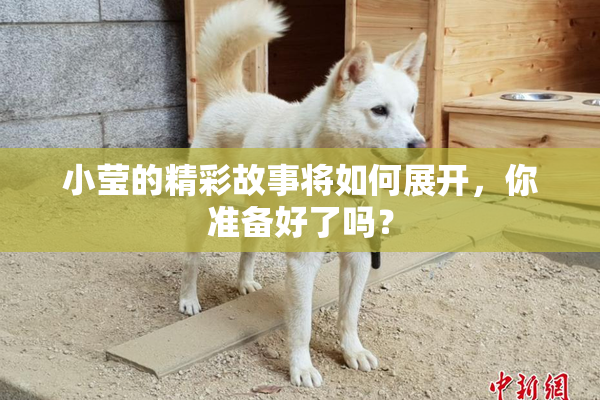 小莹的精彩故事将如何展开，你准备好了吗？