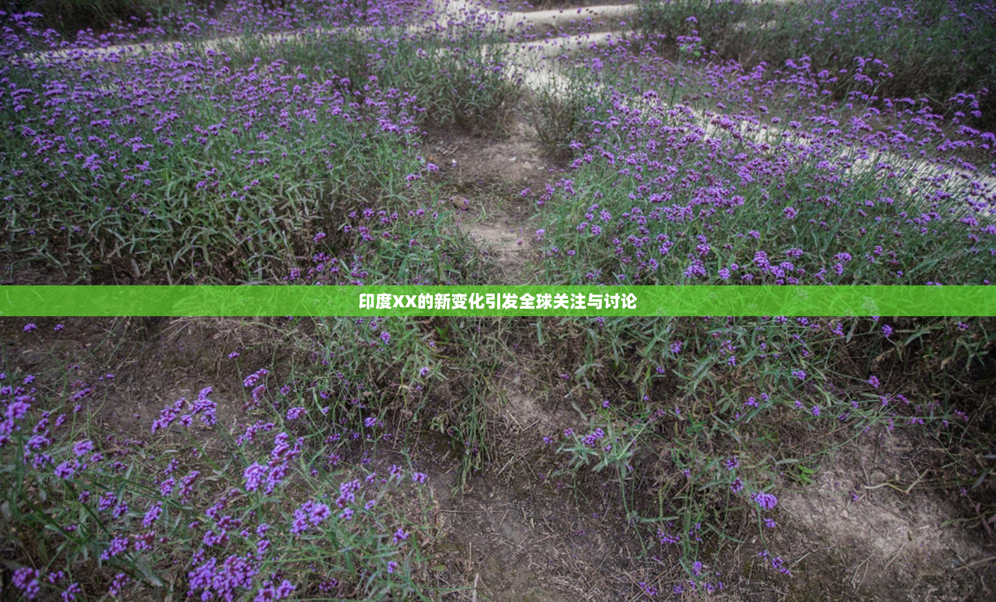 印度XX的新变化引发全球关注与讨论