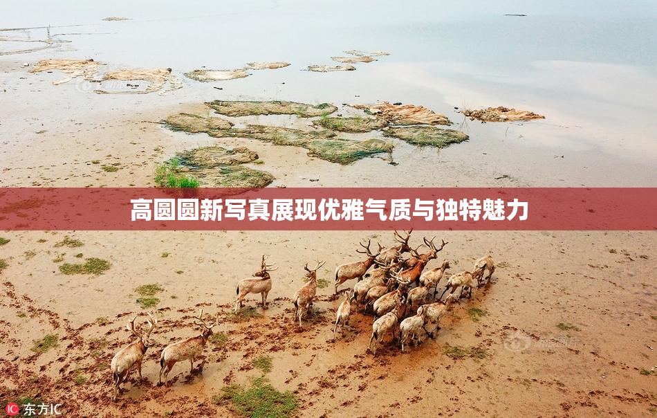 高圆圆新写真展现优雅气质与独特魅力