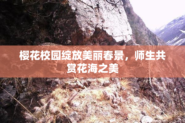 樱花校园绽放美丽春景，师生共赏花海之美