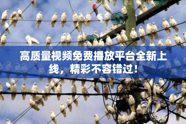 高质量视频免费播放平台全新上线，精彩不容错过！