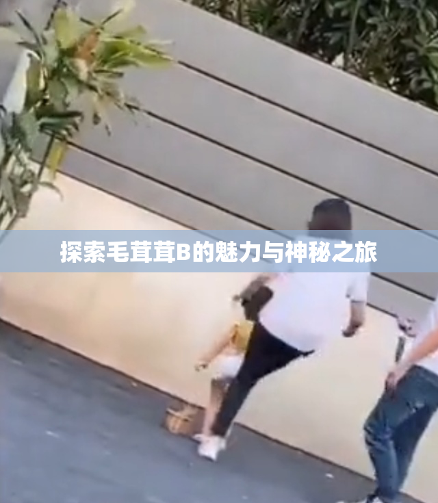 探索毛茸茸B的魅力与神秘之旅