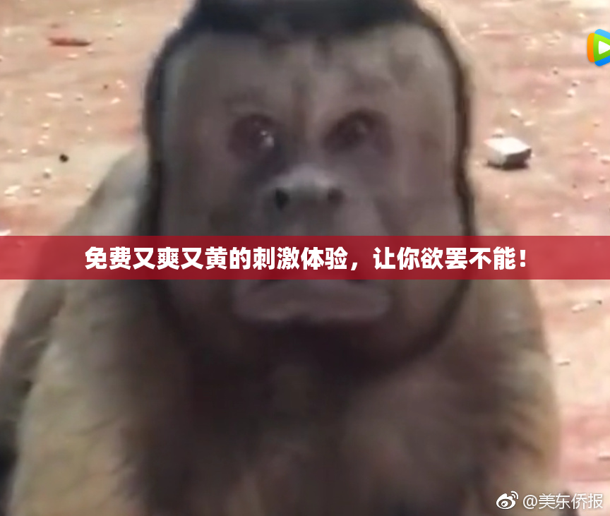 免费又爽又黄的刺激体验，让你欲罢不能！