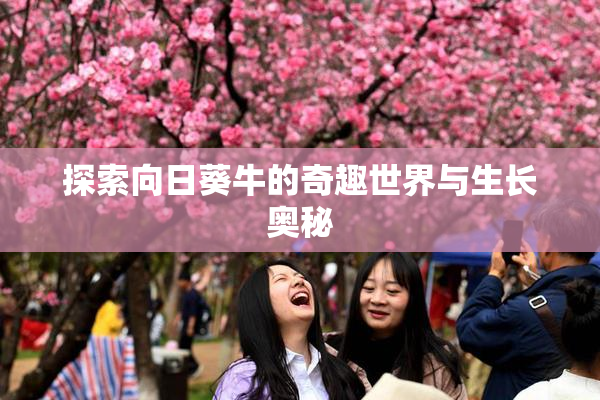 探索向日葵牛的奇趣世界与生长奥秘