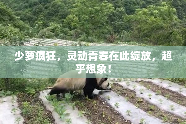 少萝疯狂，灵动青春在此绽放，超乎想象！