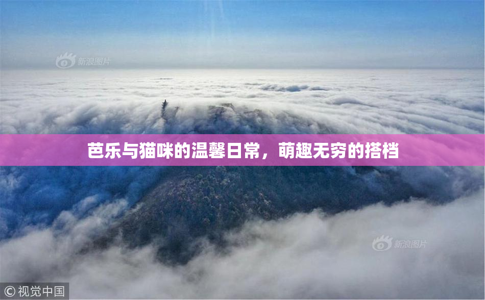 芭乐与猫咪的温馨日常，萌趣无穷的搭档