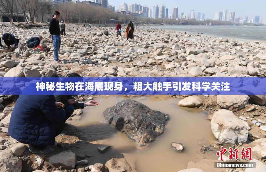 神秘生物在海底现身，粗大触手引发科学关注
