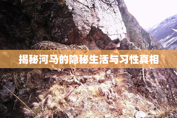 揭秘河马的隐秘生活与习性真相