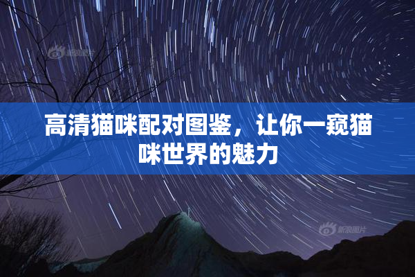 高清猫咪配对图鉴，让你一窥猫咪世界的魅力