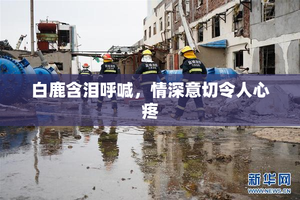 白鹿含泪呼喊，情深意切令人心疼