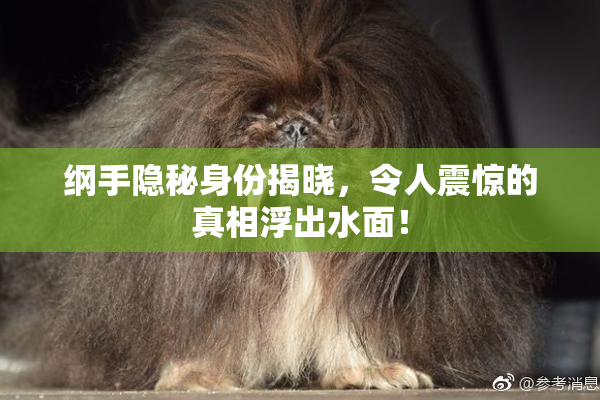 纲手隐秘身份揭晓，令人震惊的真相浮出水面！