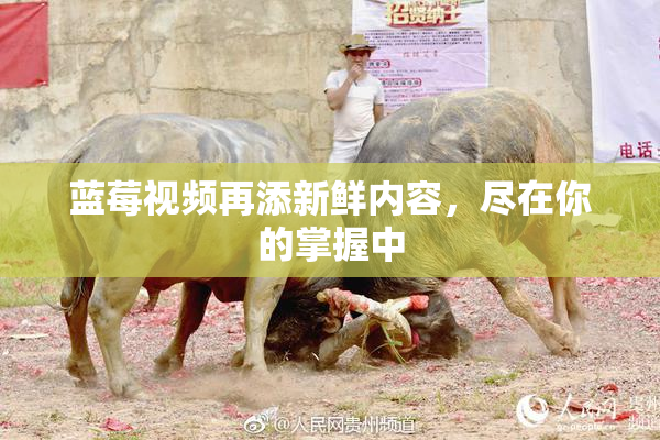 蓝莓视频再添新鲜内容，尽在你的掌握中